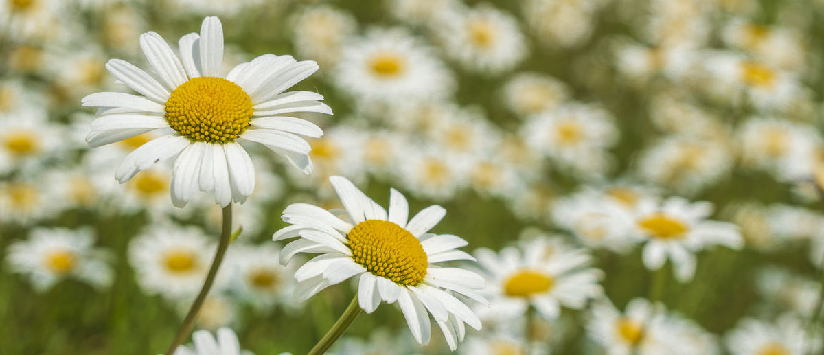 Marguerites in bloom in a meadow