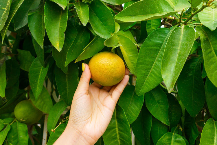 Cropped image of hand holding fruit on orange tree