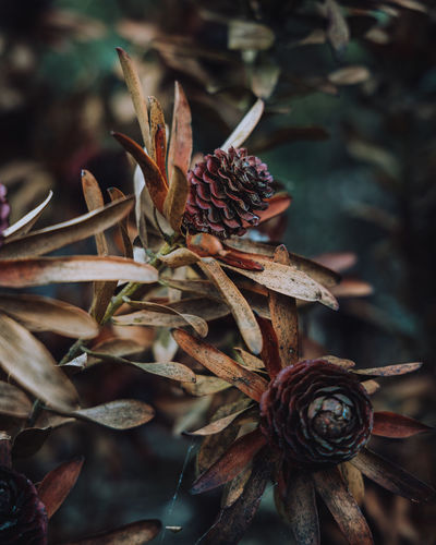 Close-up of pine cones on dry leaves on field