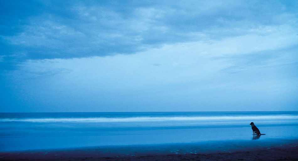 Dog on beach against cloudy sky