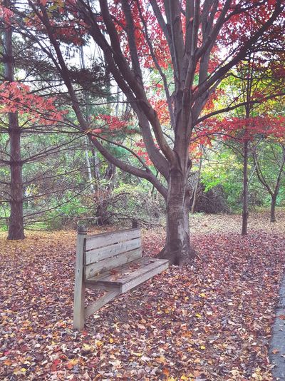 Autumn leaves on tree trunk