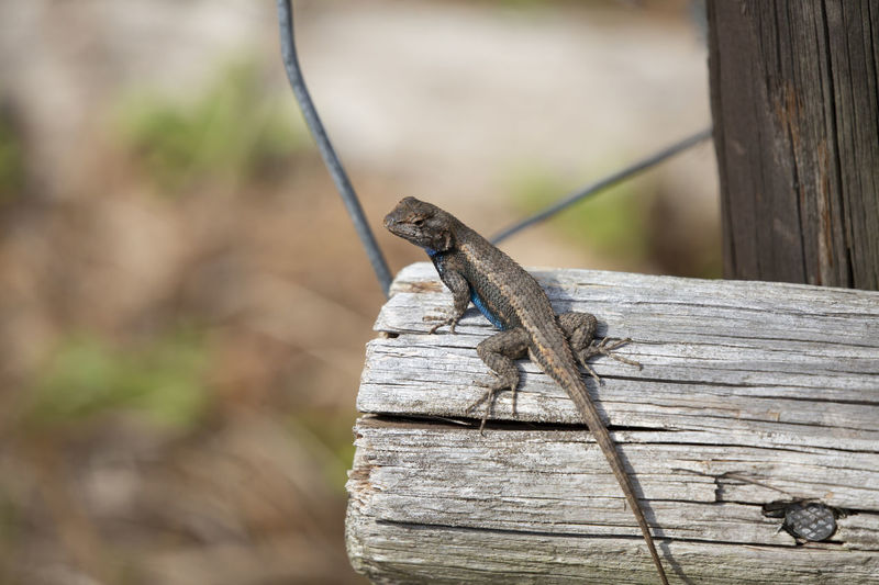 Large male eastern fence lizard sceloporus consobrinus in a territorial display on a wooden post