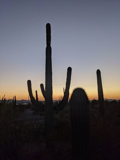 Silhouette cactus plants on field against sky during sunset