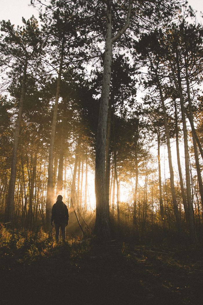 Rear view of man standing by trees in forest during sunset