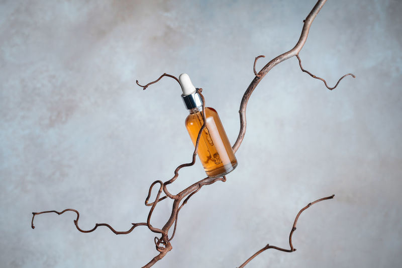 branch