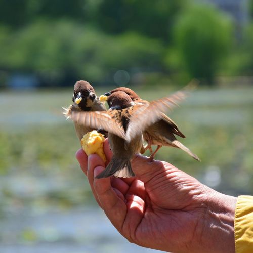 Close-up of hand feeding birds