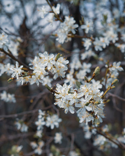 Close-up of white  flowers in spring