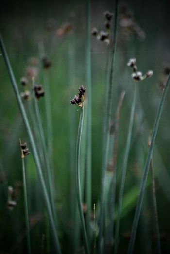Close-up of bee on grass