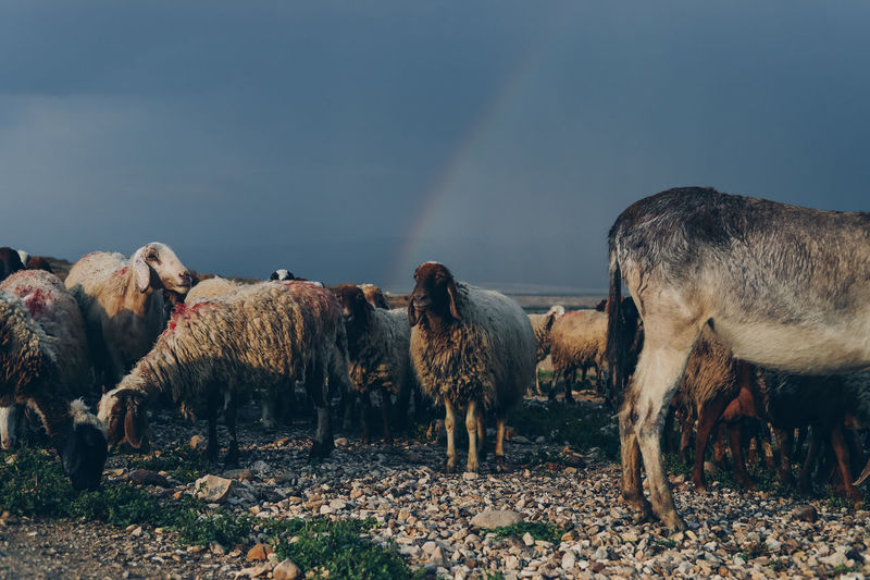 Sheep standing on field against sky
