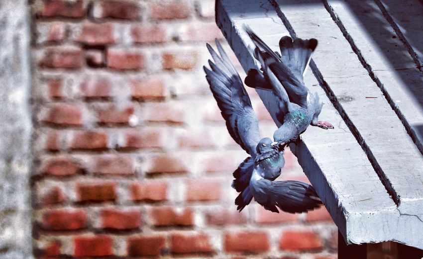Close-up of pigeon on wall