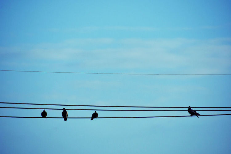 Low angle view of birds perching on power line against blue sky