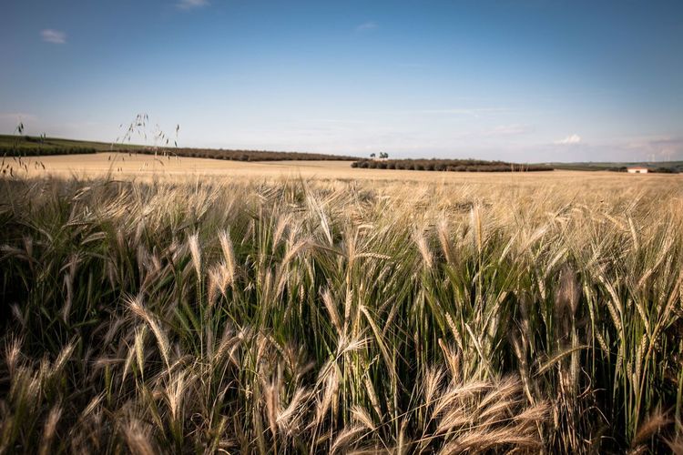 View of wheat field against sky
