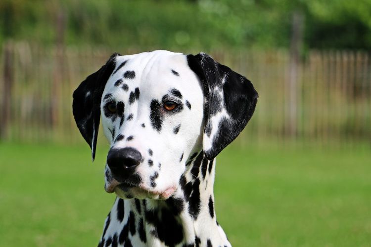 Close-up of dog on field