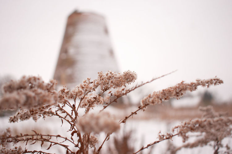 Close-up of snow on a dead plant with an old mill in a background during winter