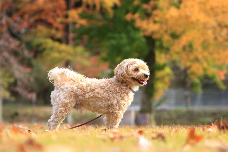 Dog looking away on field