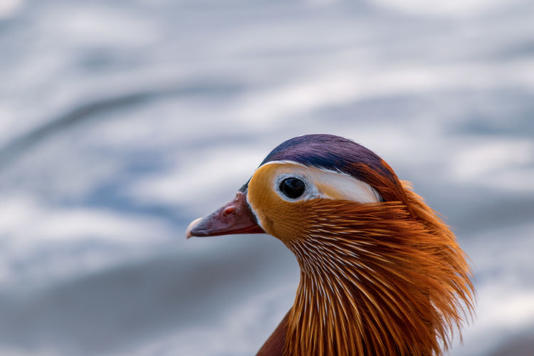 Close-up of a bird