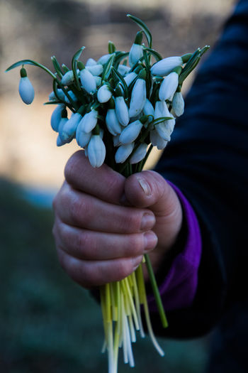 Cropped hand holding white flowers while standing outdoors