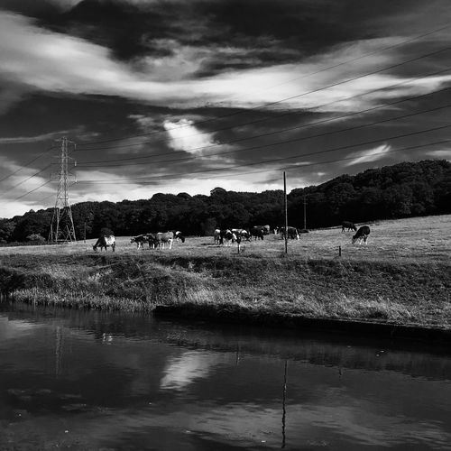 Cows grazing at field by river against cloudy sky