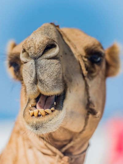 Close-up of camel with mouth open against sky