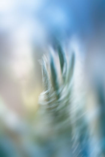 Close up of blurred background