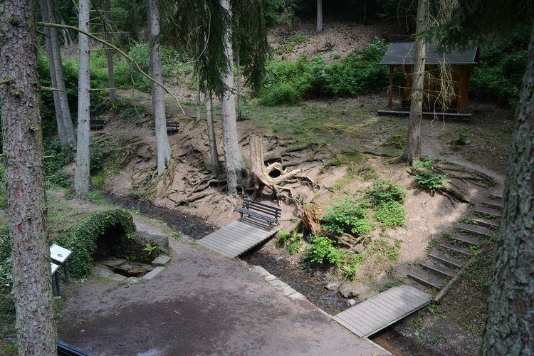 High angle view of trees and plants in abandoned building