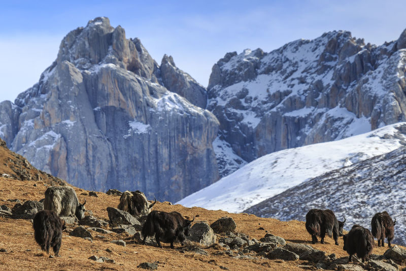 Yaks on mountain during winter