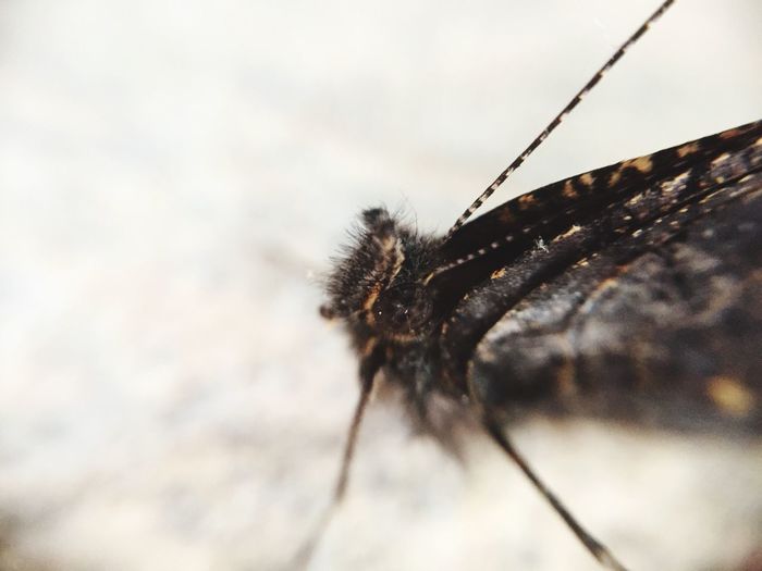 Close-up of insect
