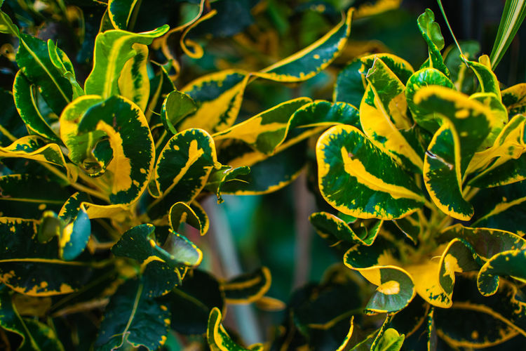 plant