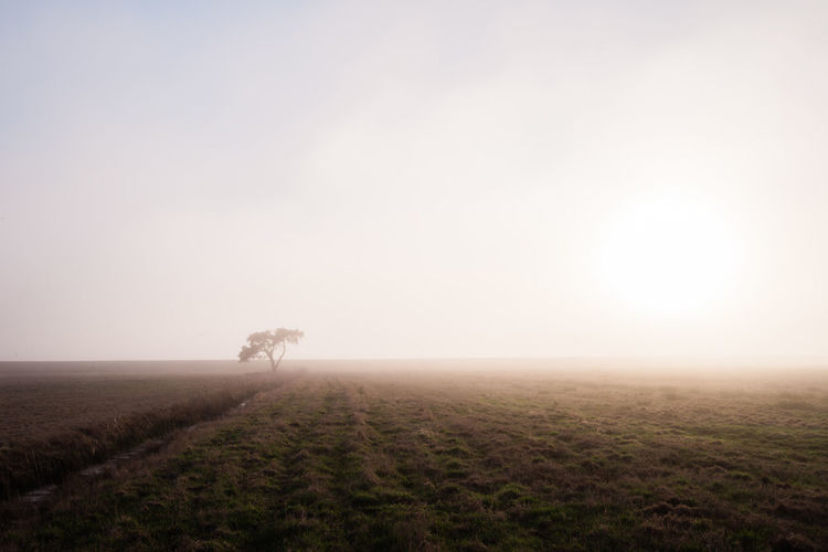 Lonely tree in the fog at sunset