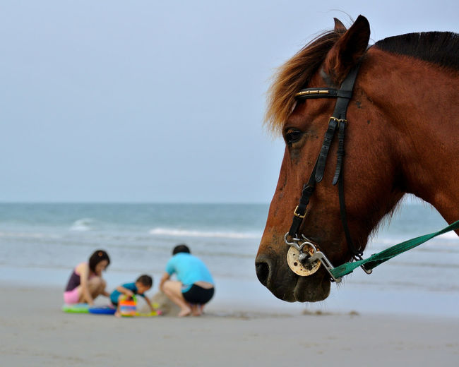 Horse cart on beach