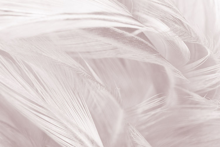 Full frame shot of white feathers