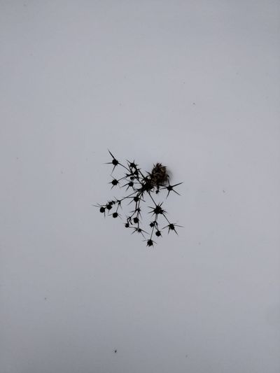 High angle view of plant on snowy field against sky
