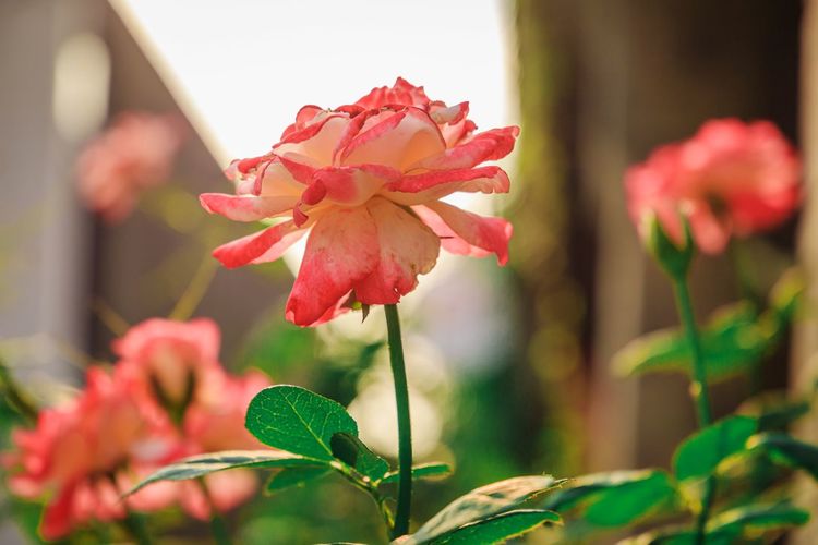 Close-up of pink flowering plant
