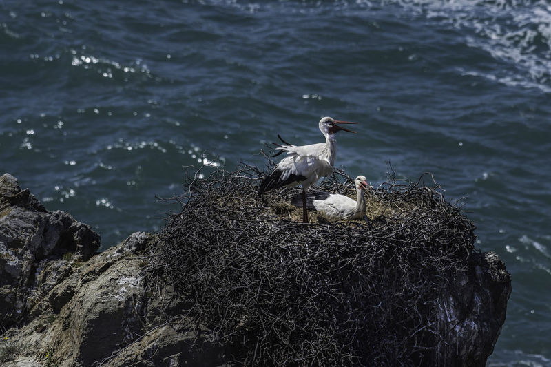 Stork with young bird perching on nest by sea