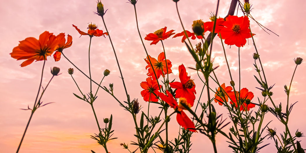 Close-up of red poppy flowers against orange sky