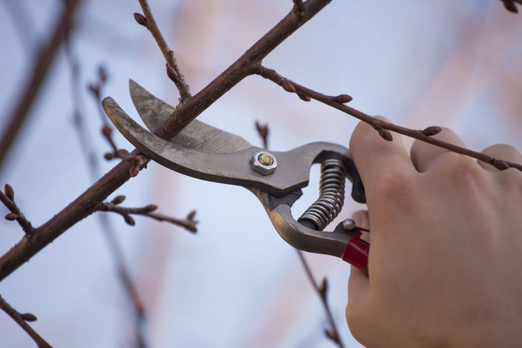 Cropped hand of person cutting twig through pruning shears