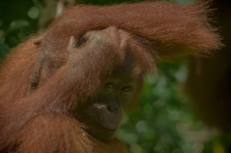Wild orangutan in the jungle, sumatra, bukit lawang
