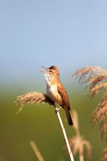 Great reed warbler singing in reeds
