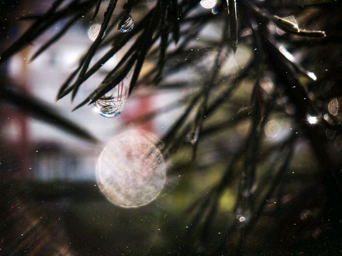 Close-up of raindrops on pine tree