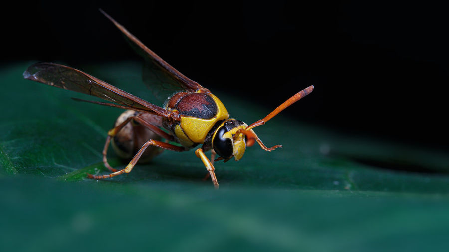 Black back mud-wasp is a common hornet in southeast asia. 