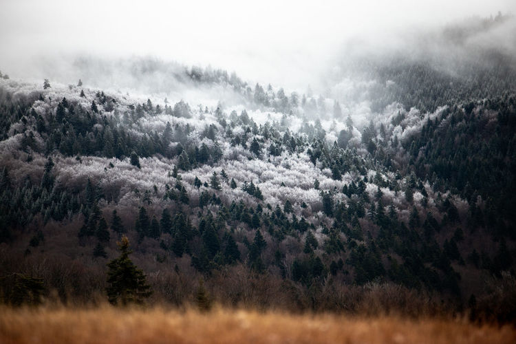 Pine trees in forest against sky