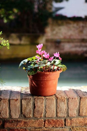 Potted plant on retaining wall