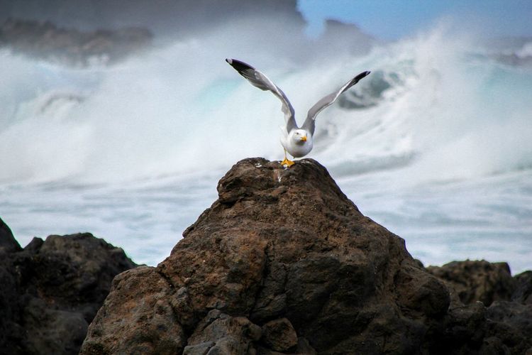 Seagull flying against sea