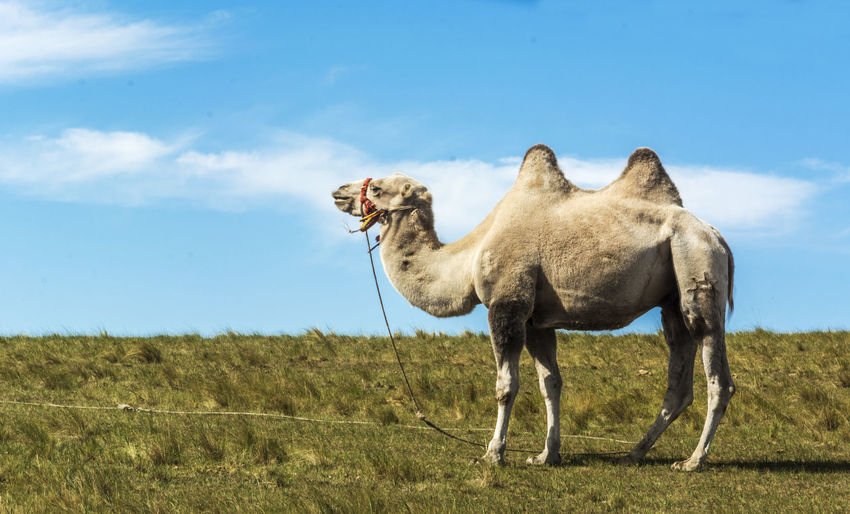 Camel standing on field against sky