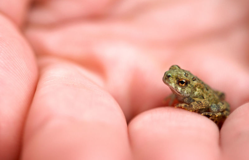 Close-up of frog on hand