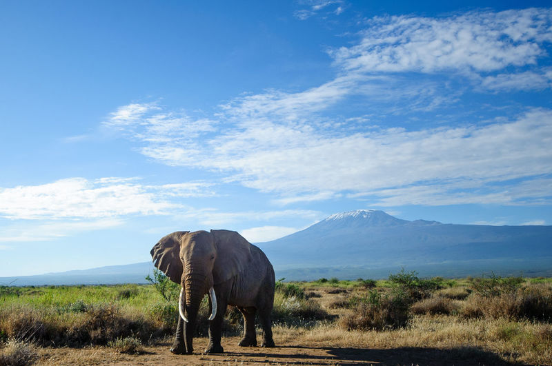 Elephant walking on field by mt kilimanjaro against sky
