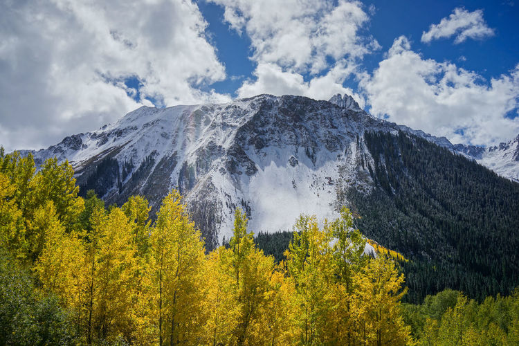 Aspen trees with golden yellow leafs and mountain with blue sky in autumn, colorado