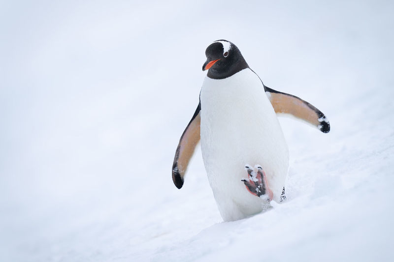 Gentoo penguin descends snowy slope raising foot