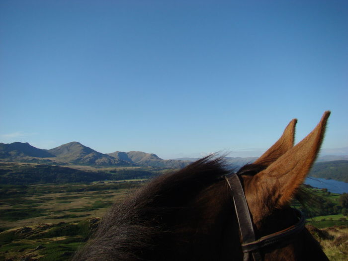 Close-up of horse on mountain against clear blue sky