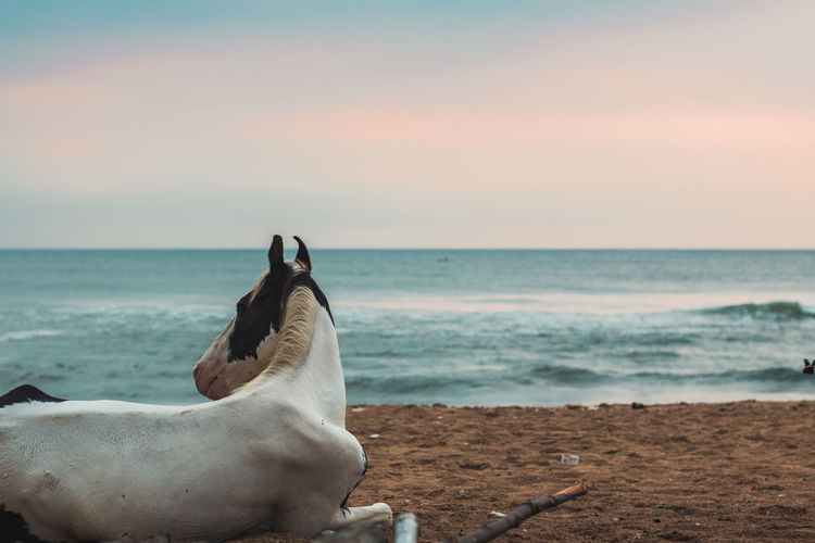 Horse against sea at beach